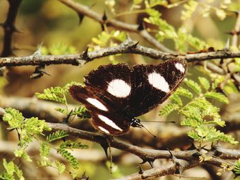 Close-up of butterfly on plant