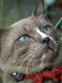 Close-up portrait of cat