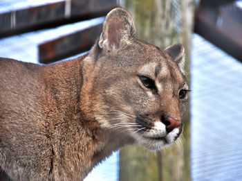 Close-up of a cat looking away