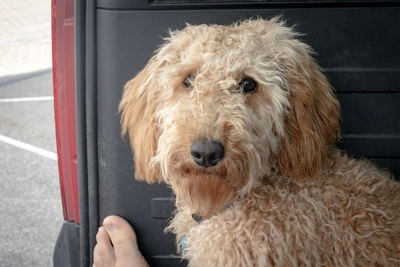 Goldendoodle puppy close up. 