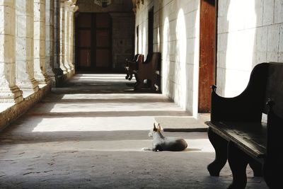 Cat sitting in corridor