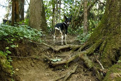 View of dog in forest