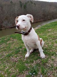 Portrait of a dog on field