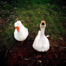 Bird on grassy field