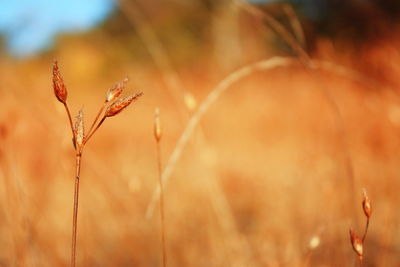 Close-up of plant