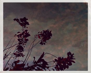 Low angle view of plants against sky