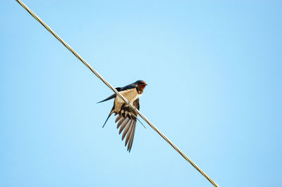 Low angle view of bird perching on cable against clear sky