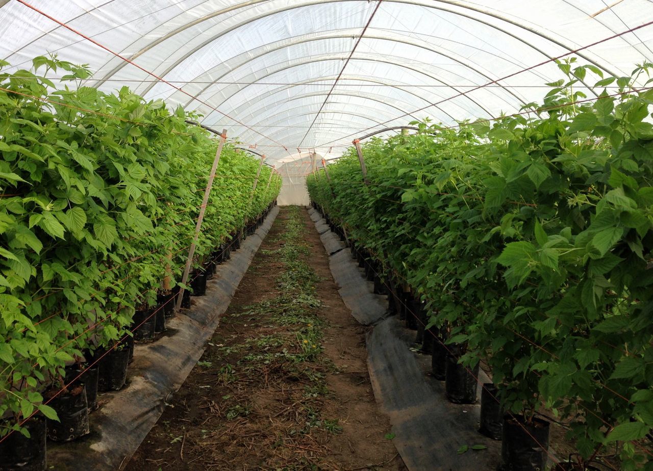 Greenhouse production