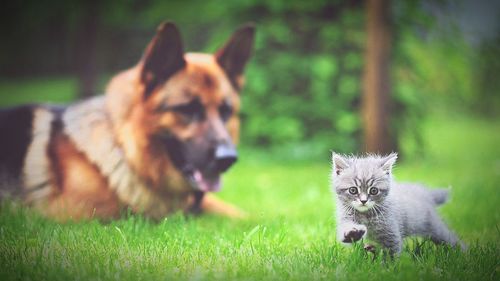 Cat relaxing on grassy field