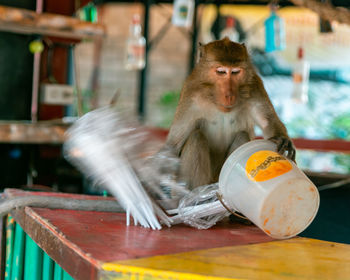 Monkey eating food on table at restaurant 