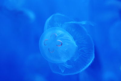 Close-up of jellyfish swimming in sea