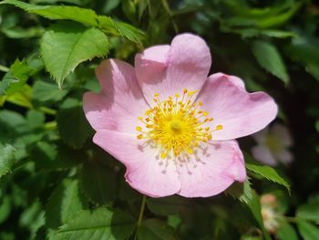 Close-up of pink flower blooming outdoors