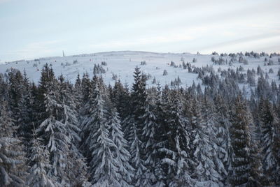 Pine trees in forest during winter against sky