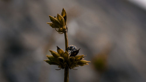 Close-up of bee pollinating on flower