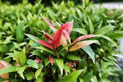 Close-up of red leaves on plant