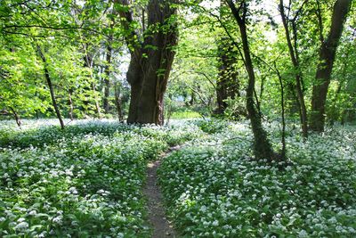 Scenic view of trees in forest