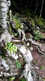 High angle view of water flowing in forest