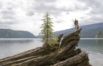 Scenic view of tree by mountain against sky