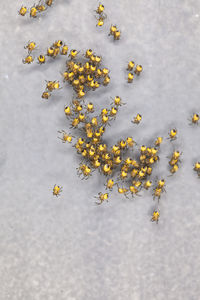 High angle view of yellow flowering plant