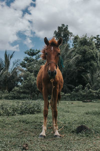 View of horse on field