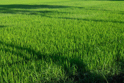 Scenic view of agricultural field