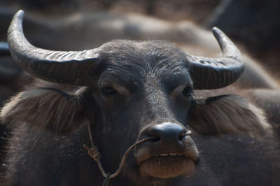 Close-up portrait of water buffalo