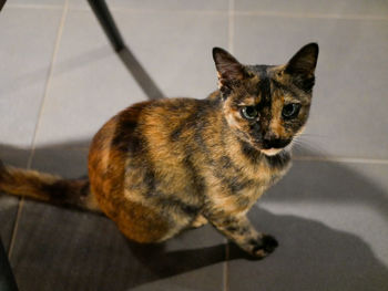 Portrait of cat on floor