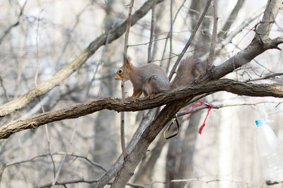 Bird perching on bare tree