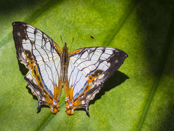 Close-up of butterfly on leaf