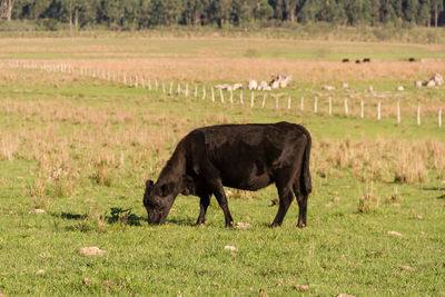 Horse standing in a field