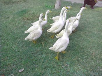 Birds on grass