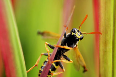 Close-up of insect on plant