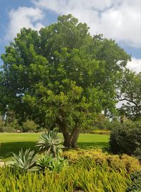 Trees growing on field against sky