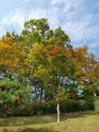 View of trees on field against sky