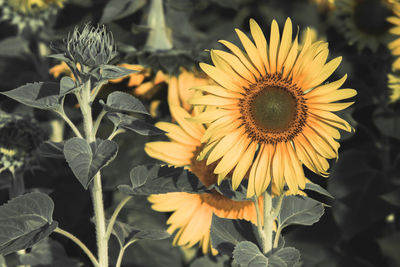 Close-up of yellow flower