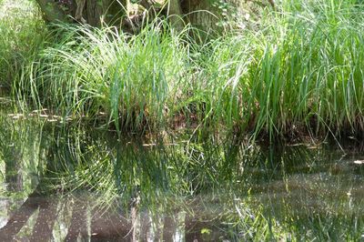 Plant growing in water