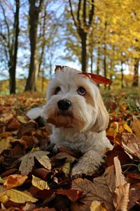 Portrait of dog in forest during autumn