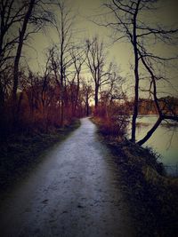 Bare trees in park