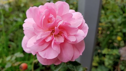 Close-up of pink flowers blooming outdoors