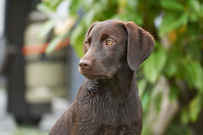 Close-up portrait of dog