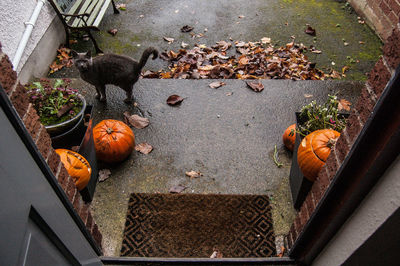 High angle view of pumpkins