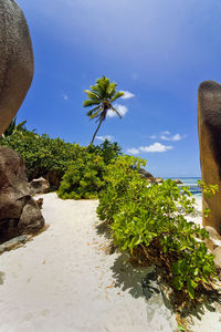 Scenic view of palm trees against sky