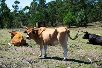 Cow with big horns grazing in galicia