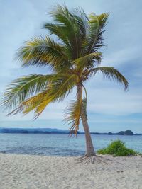 Palm tree by sea against sky