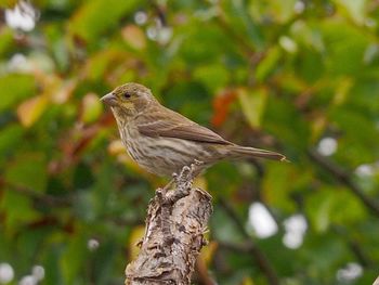 Close-up of bird perching on tree