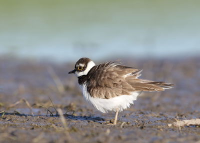 Close-up of a bird on land