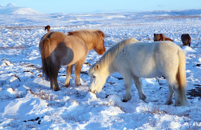Horses in a field