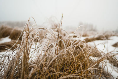 Close-up of frozen plants on land