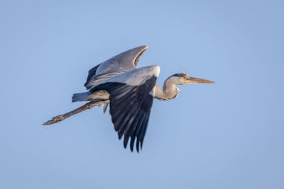 Low angle view of a bird flying