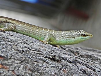 Close-up of lizard on tree bark